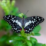 Butterfly Name Generator