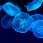 Jellyfish Name Generator