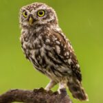 Owl Name Generator
