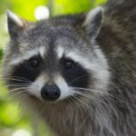 Raccoon Name Generator