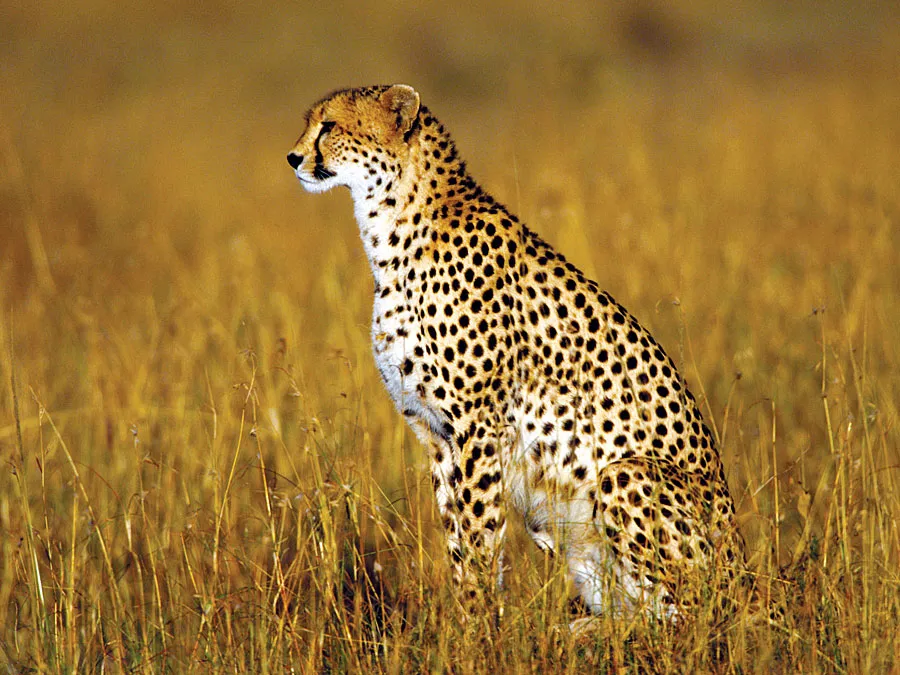 Cheetah Name Generator